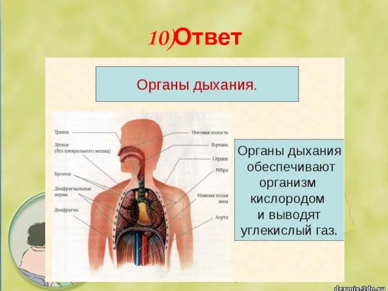 Установи какой орган обеспечивает. Система органов это 3 класс окружающий мир. Системы органов человека 3 класс окружающий мир. Сообщение о органе человека. Строение тела человека органы дыхания.