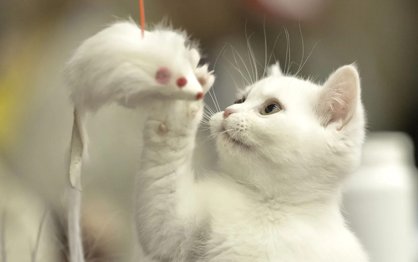 Котенок мышь. Белый котик. Кошка белая. Белый пушистый котенок. Белая киса.