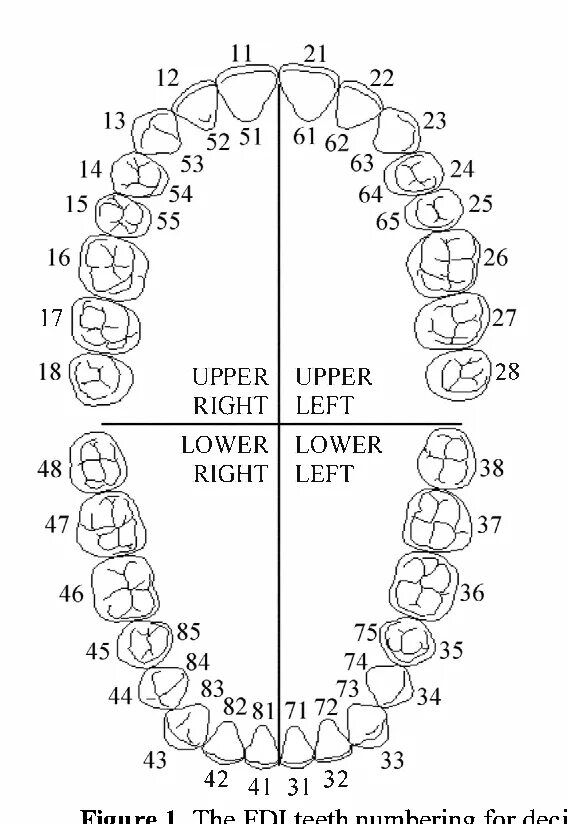 Нумерация зубов в стоматологии схема у взрослых. Зубная формула Виола. Зубная формула зубов схема. Зубная формула человека таблица. Нумерация зубов в стоматологии схема у детей 8 лет.