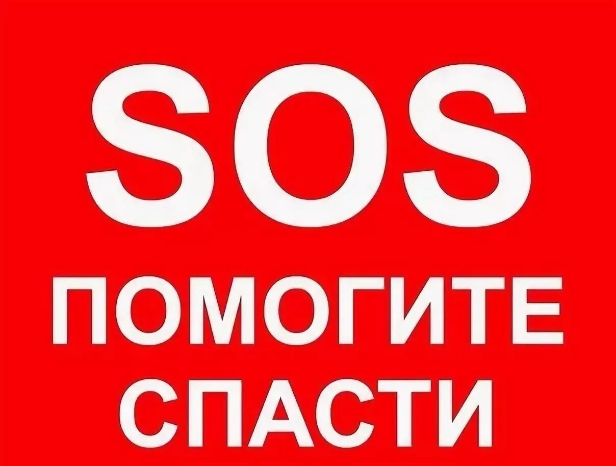 Сос нужна помощь. Sos помощь. Ситуация сос. Срочно нужен куратор и передержка. Сос нам нужна помощь она здесь ремикс.