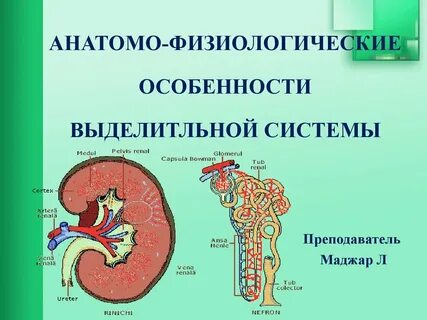 Физиологические особенности мочевыделительной системы