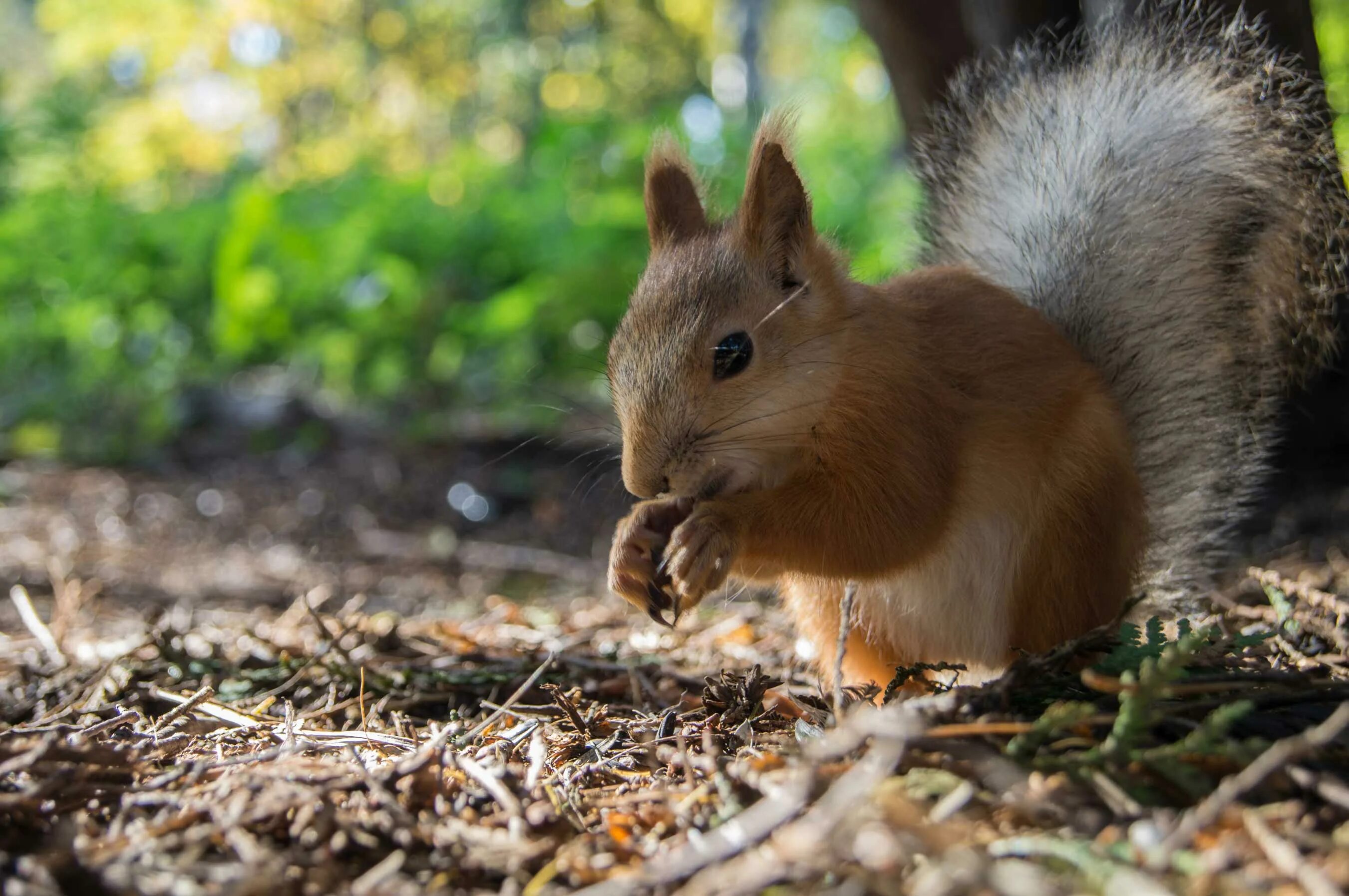 животные в парке. белочка с орешками. белка на ветке. белка кушает орешки. гравюра малая белочка гр-625.