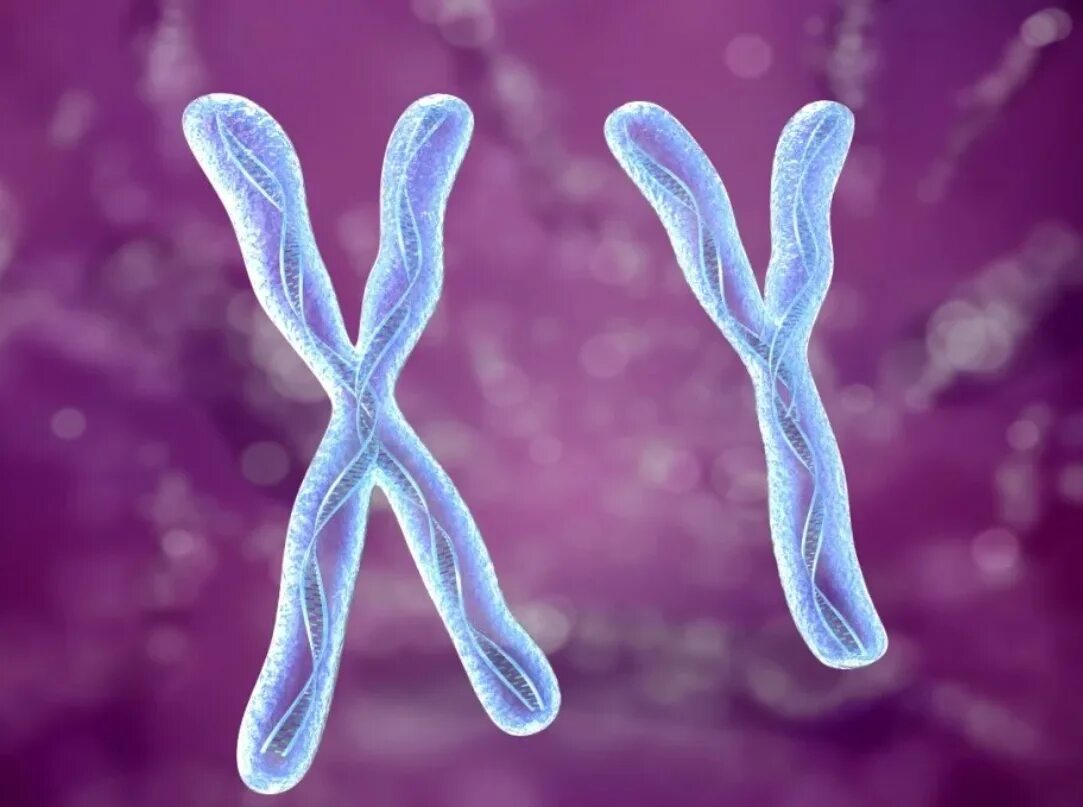 Вторая х хромосома. Хромосома. Игрек хромосома. Х И У хромосомы. Y хромосома.