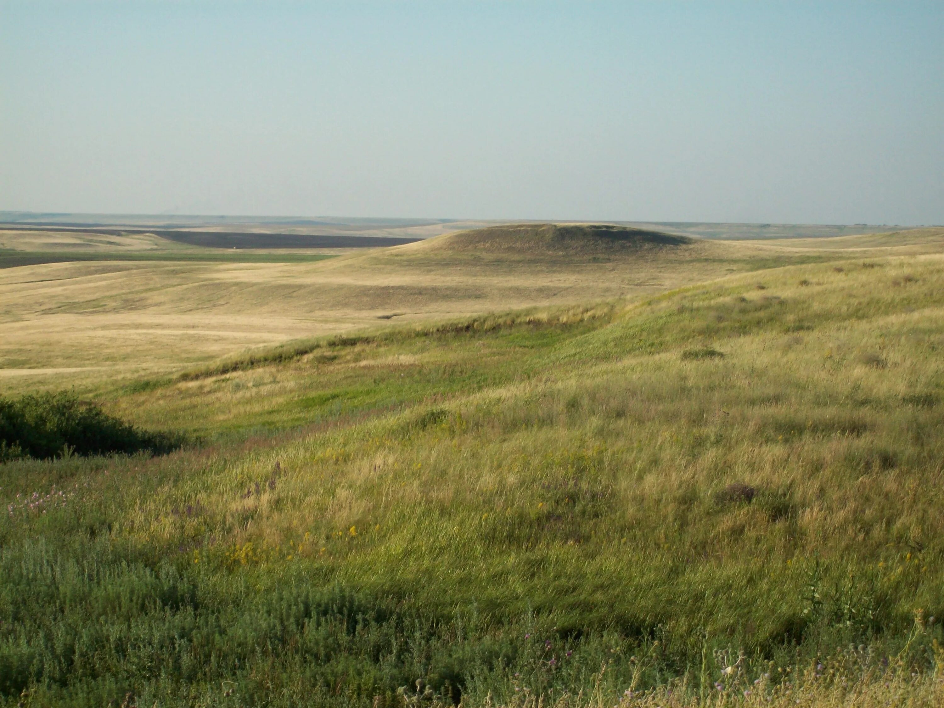степи самарской области. степи заволжье. фестиваль тюльпанов куриловская степь. сайгак в саратовской области. степи заволжье.