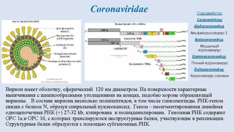 Структура коронавируса микробиология. Коронавирус ковид 19 строение. Коронавирусструктура вирус. Строение вириона коронавируса. Коронавирус является