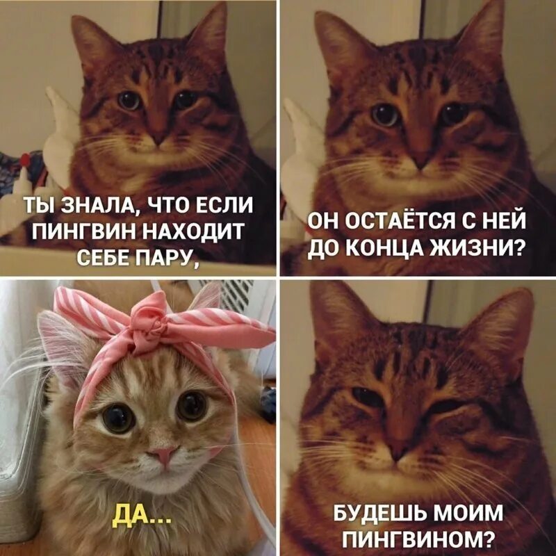 Мемы про котят. Мемы с котами. Кот из мемы. Мемы с кокотам. Мемы с котами картинки.
