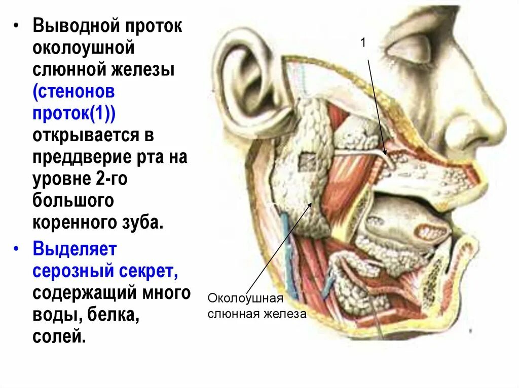 Околоушная железа где. Выводной проток околоушной слюнной железы анатомия. Выводной проток околоушной слюнной железы (стенонов проток. Проток околоушной железы топография. Топография протока околоушной слюнной.
