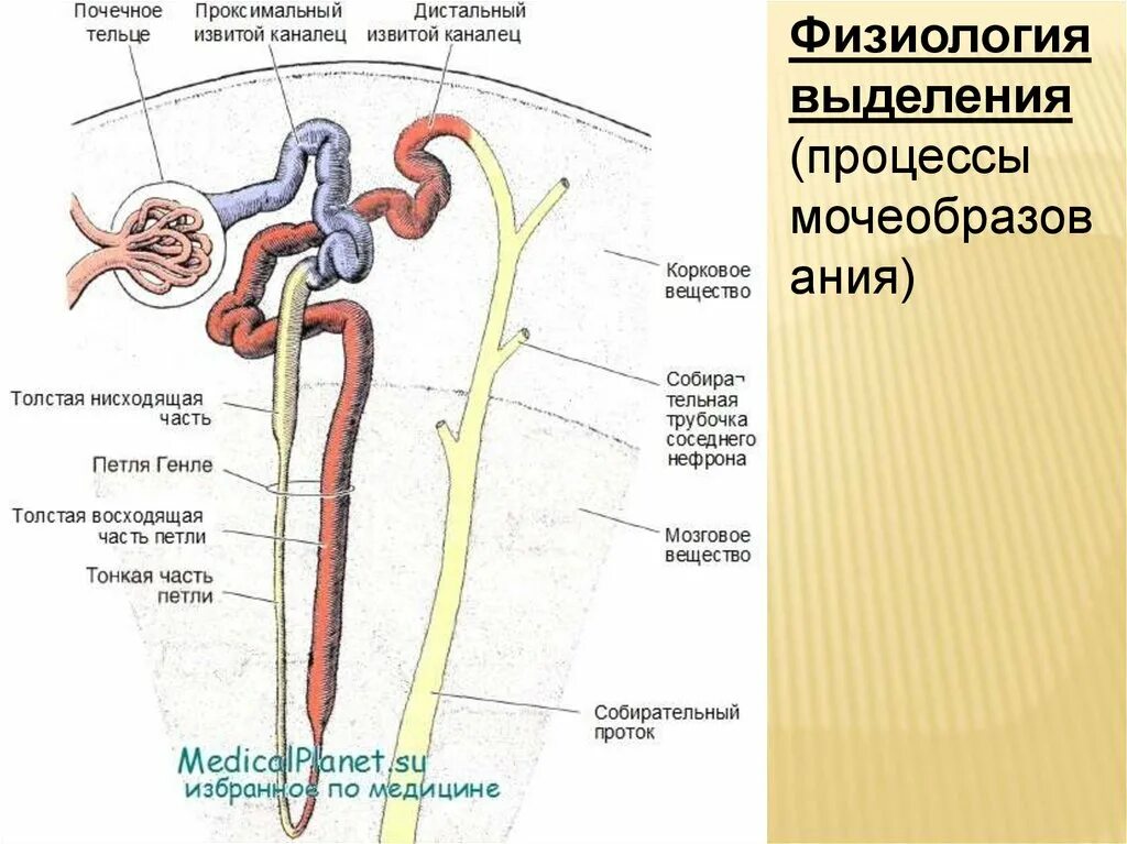 Строение нефрона почки почечное тельце. Строение почечного тельца нефрона схема. Строение нефрона почечное тельце. Строение почки каналец нефрона. Почечное тельце почки