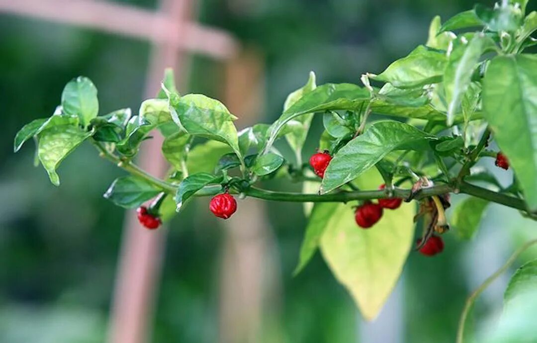 Dragon's Breath Pepper Seeds Stuffed peppers, Stuffed hot peppers, Pepper seeds
