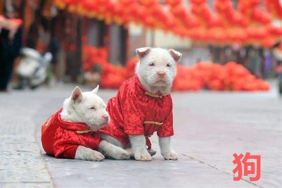 Год китайской собаки. Китайский новый год собаки. Китай в новый год собаки. Собака Сяси.