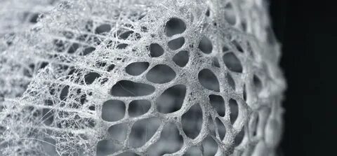 Berenice sponge