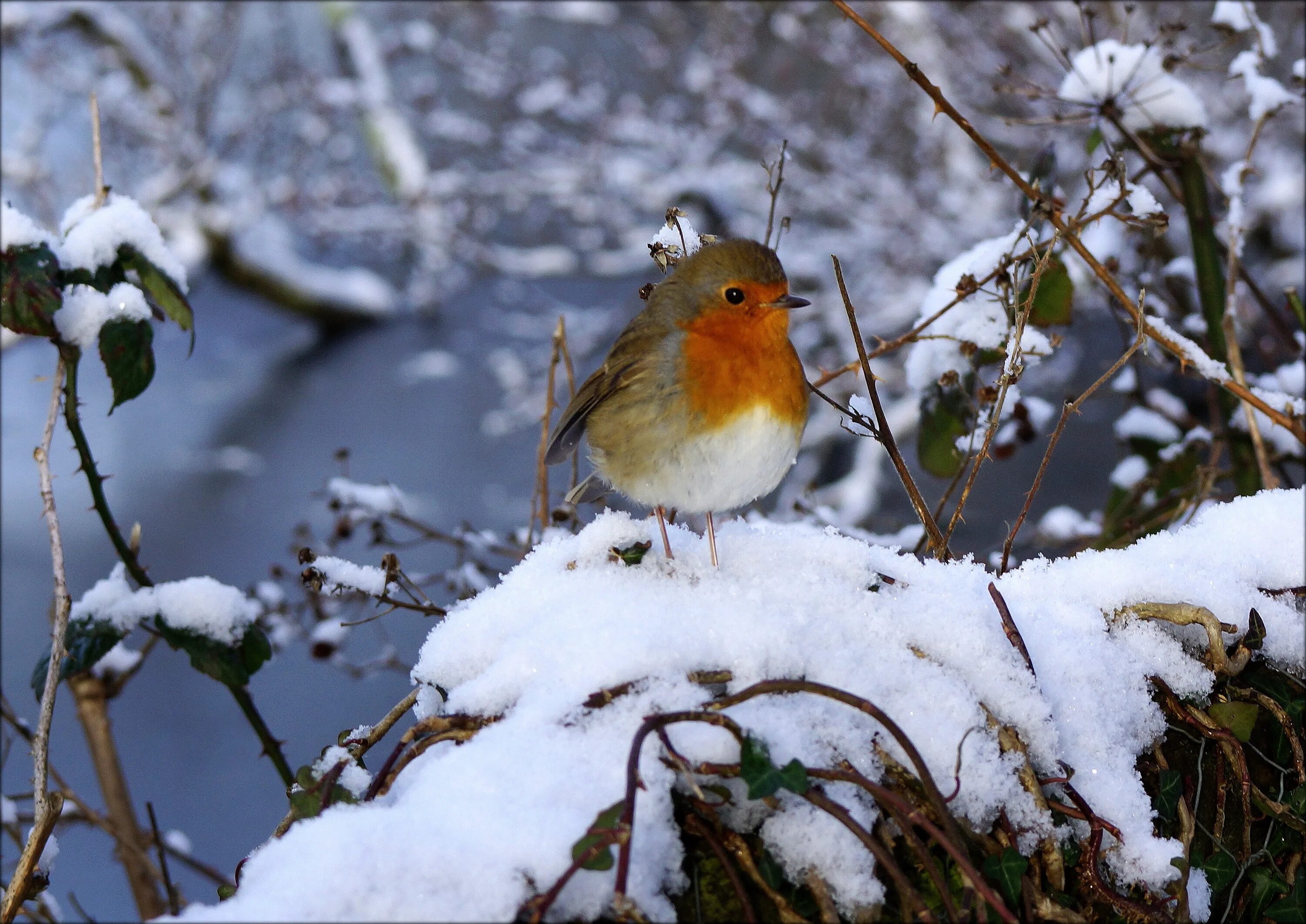 Птицы зимой песни. Зяблик зимует. Птицы зимой. Зяблик зимой. Зяблик на снегу.