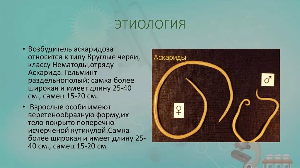 Круглые черви суждения. Аскаридоз этиология. Возбудитель аскаридоза относится к классу. Этиология аскаридоза у детей. Аскарида возбудитель аскаридоза.