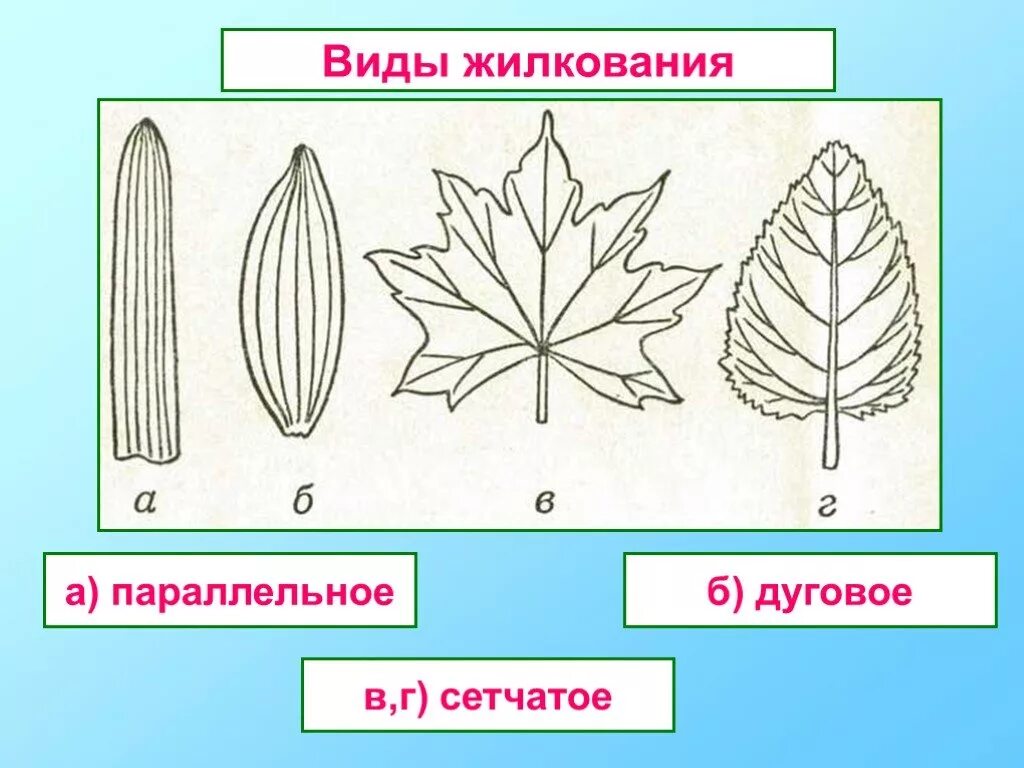 Жилкование сетчатое дуговое параллельное. Типы жилкования листа схема. Параллельное дуговидное пальчатое перистое. Типы жилкования листьев схема. Сетчатое и пальчатое жилкование листьев.