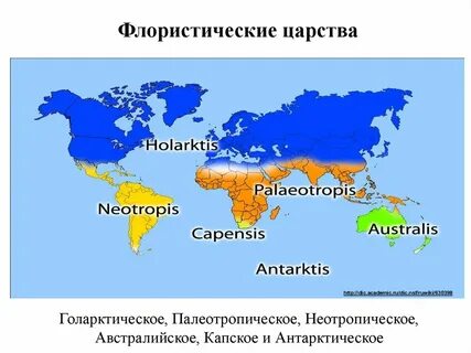 Область царства