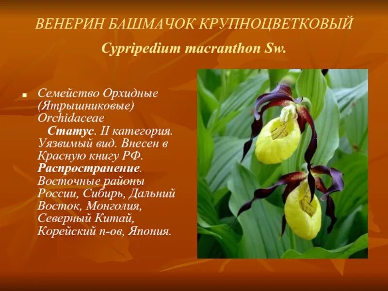 Венерин башмачок доклад 3 класс окружающий мир. Венерин башмачок дальний восток. красная книга россии венерин башмачок. венерины башмачки дальний восток. венерин башмачок дальний восток красная книга.