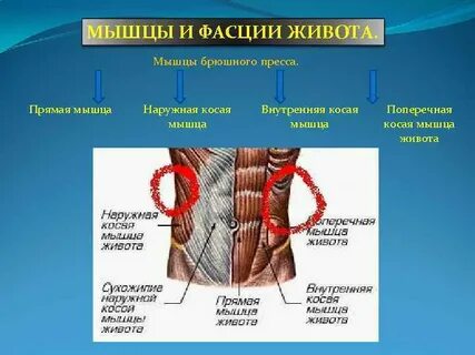 Стенки туловища