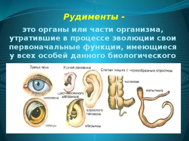 Рудиментарные органы это в биологии. Рудименты у животных примеры.