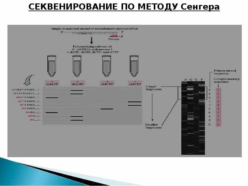 Секвенирование метод сэнгера. Секвенирование методом сэнгера. секвенирование днк по сэнгеру. секвенирование днк по сэнгеру кратко. секвенирование по сэнгеру суть метода.