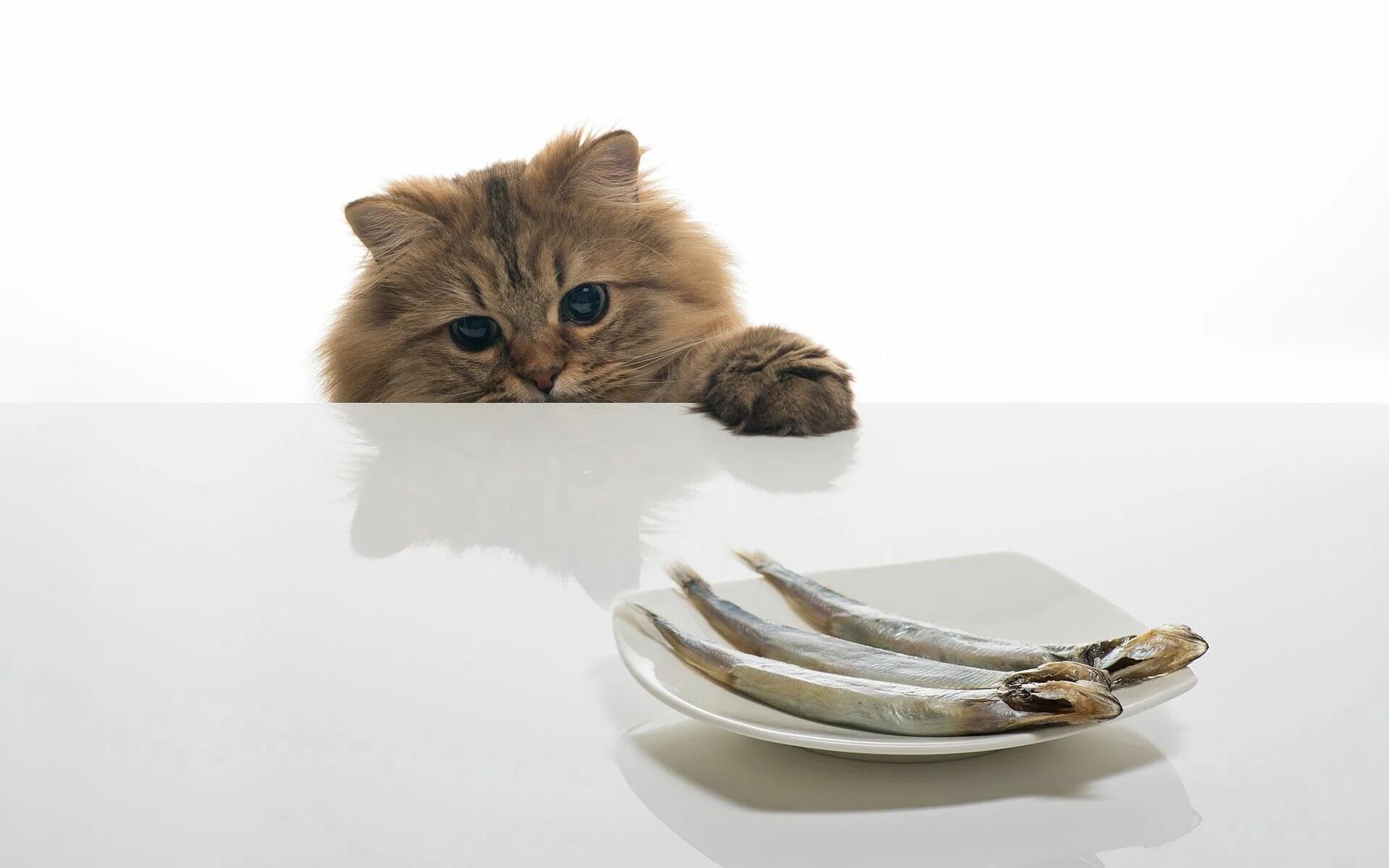 Минтай коту. Кошка на столе. Котенок на столе. Голодный кот. Котенок за столом.