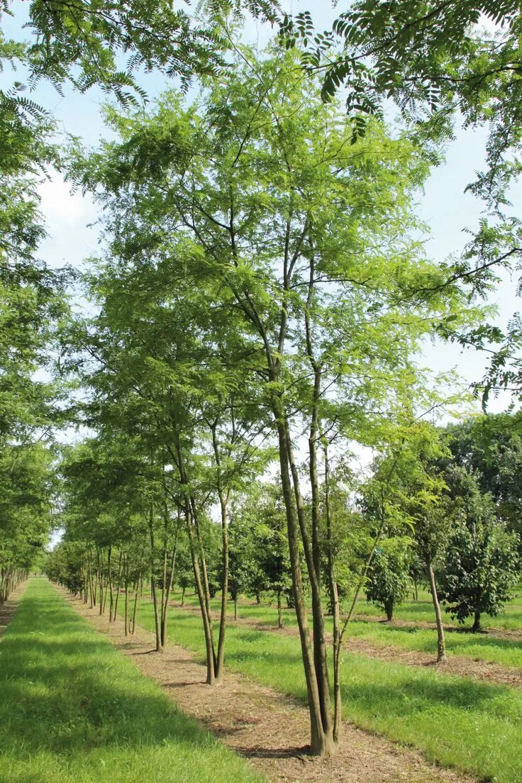 Gleditsia triacanthos. Gleditsia triacanthos inermis. Гледичия дерево. Gleditsia sinensis.