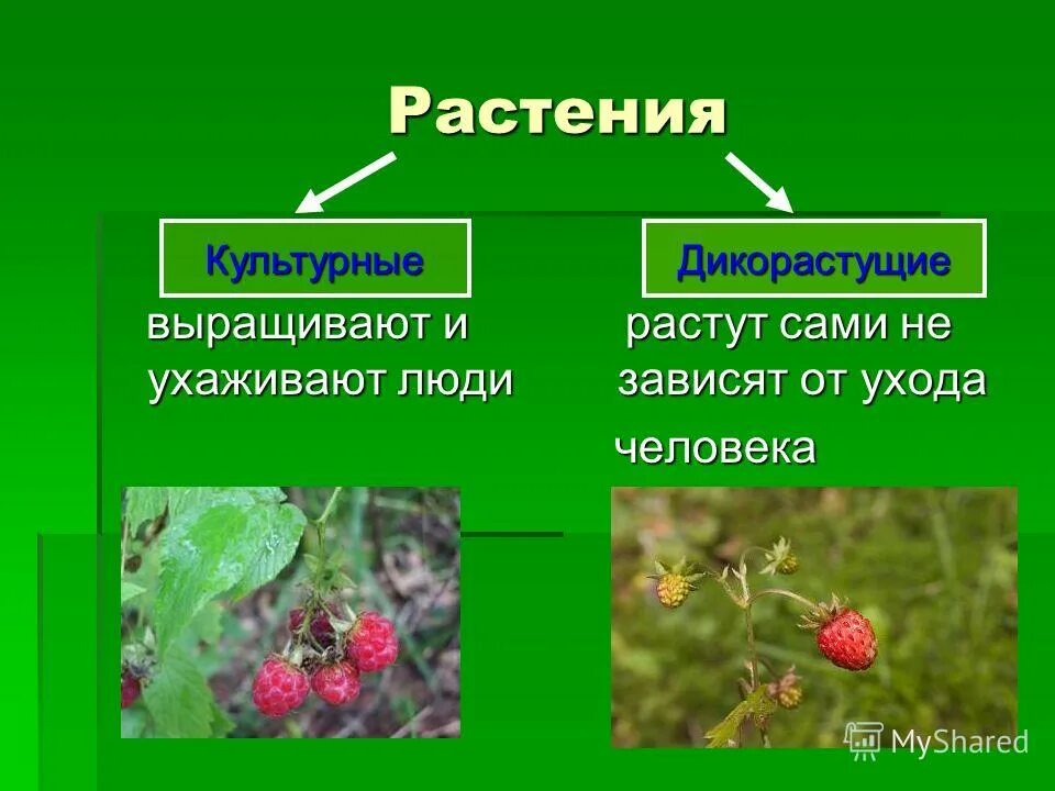 Дикорастущие и культурные примеры