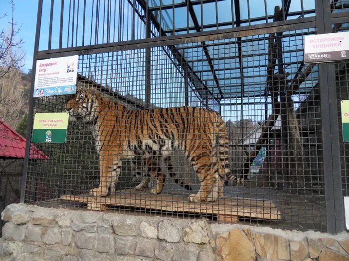Экскурсия в зоопарк. Ленинградский зоопарк вольер тигра. Зоопарк продает животных. Ягуар в зоопарке. Зоопарк с тигром и медведем в братске.
