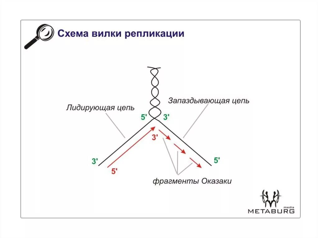 Направление репликации. Репликация схема направления. лидирующая цепь. направление движения репликативной.