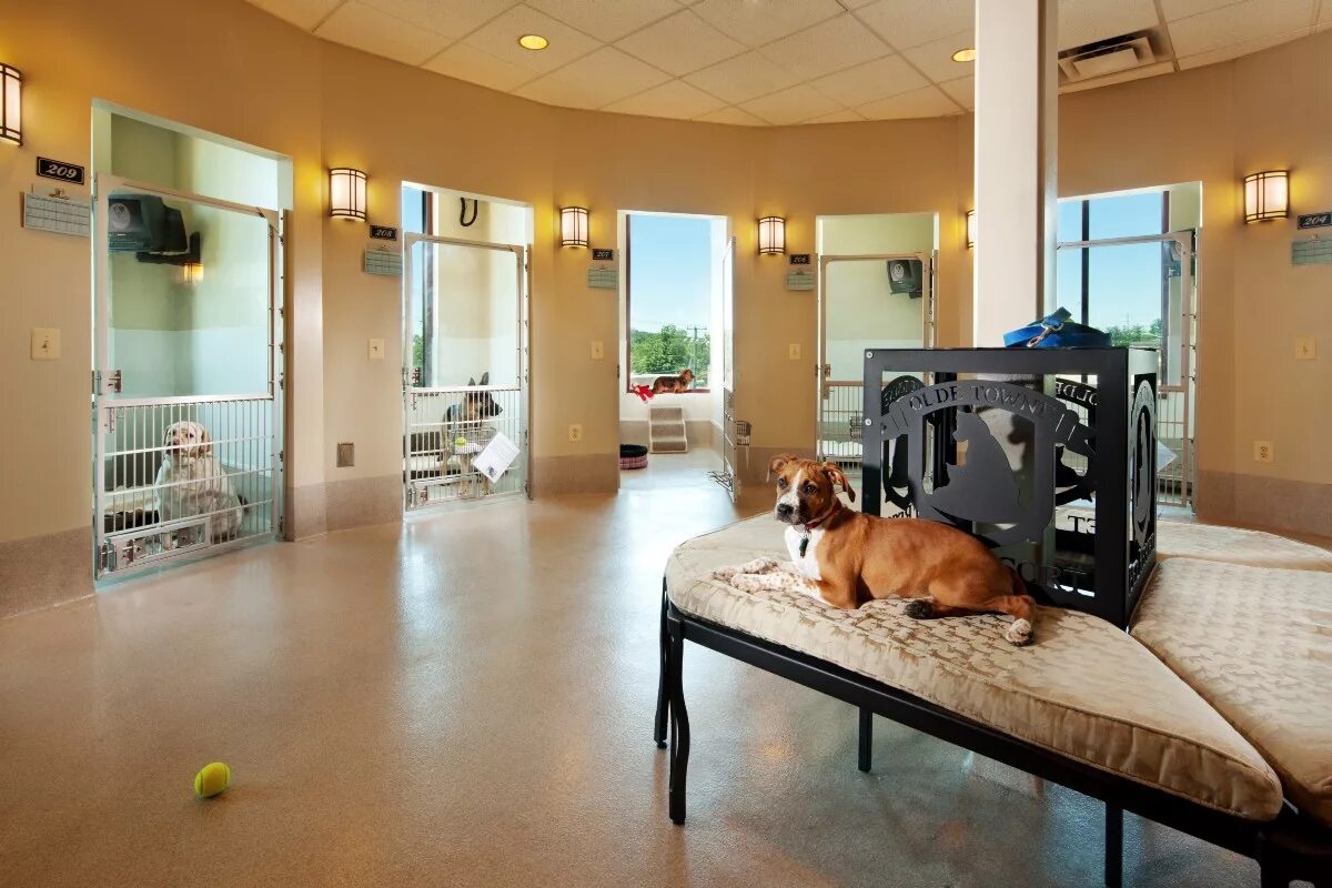 Pet hotel premium. Сэр пес гостиница для собак. Обушково гостиница для собак. Отель для животных. Интерьер приюта для животных.