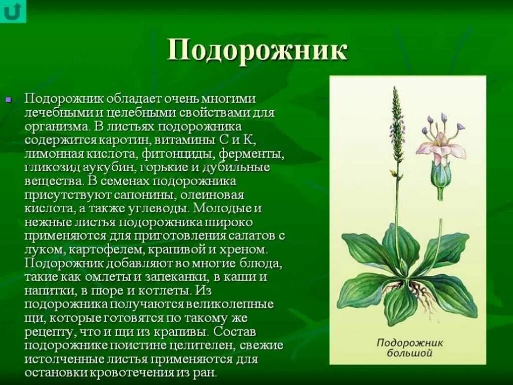 Текст описание подорожника в научном стиле. Лечебные травы подорожник. Подорожник лекарственное растение. Подорожник описание. Подорожник лекарственное растение описание.