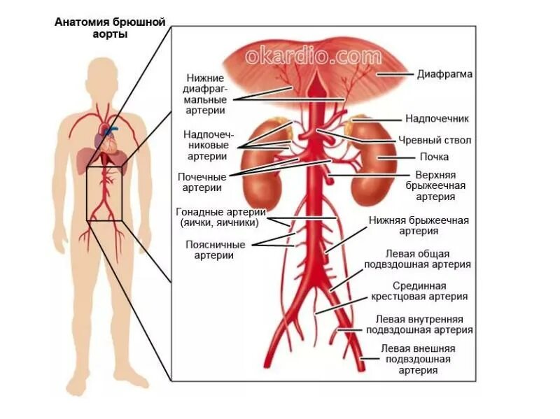 Артерии брюшной полости схема. Ветви брюшной части аорты схема. Артерии брюшной аорты схема. Анатомия сосудов брюшной полости схема. Артерии органов брюшной полости