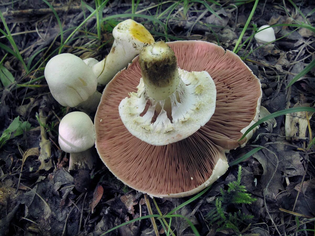 Ядовитые пластинчатые грибы. Шампиньон рыжеющий желтокожий. Шампиньон желтокожий грибы. Шампиньон желтокожий ядовитые грибы. Шампиньон плоскошляпковый Agaricus placomyces.