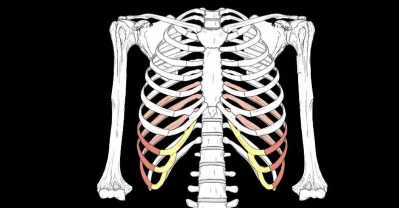 Ребра человека. Грудная клетка. Мужская грудная клетка скелет. Скелет человека ребра мужчины.