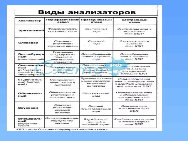 Строение и функции анализаторов таблица. Общая схема строения анализатора таблица. Таблица название анализатора строение функции. Строение анализаторов человека таблица. Таблица по биологии анализаторы