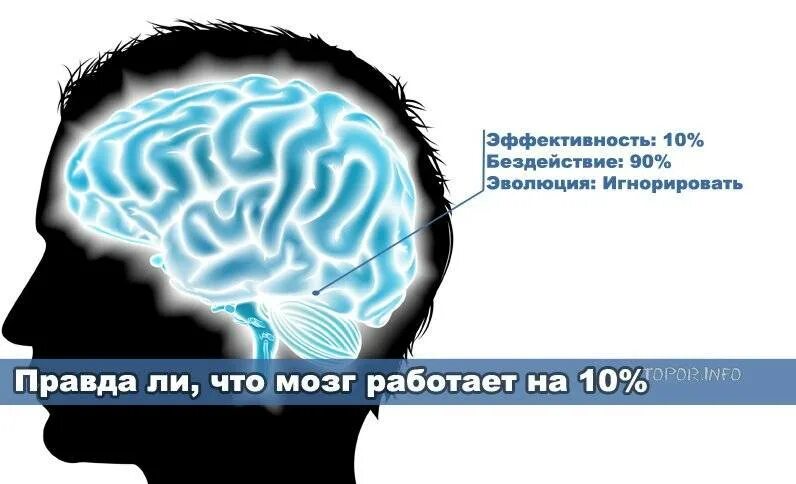 Как использовать мозг. Мозг человека используется на процентов. насколько задействован мозг человека. на сколько процентов работает мозг человека. процент работы человеческого мозга.
