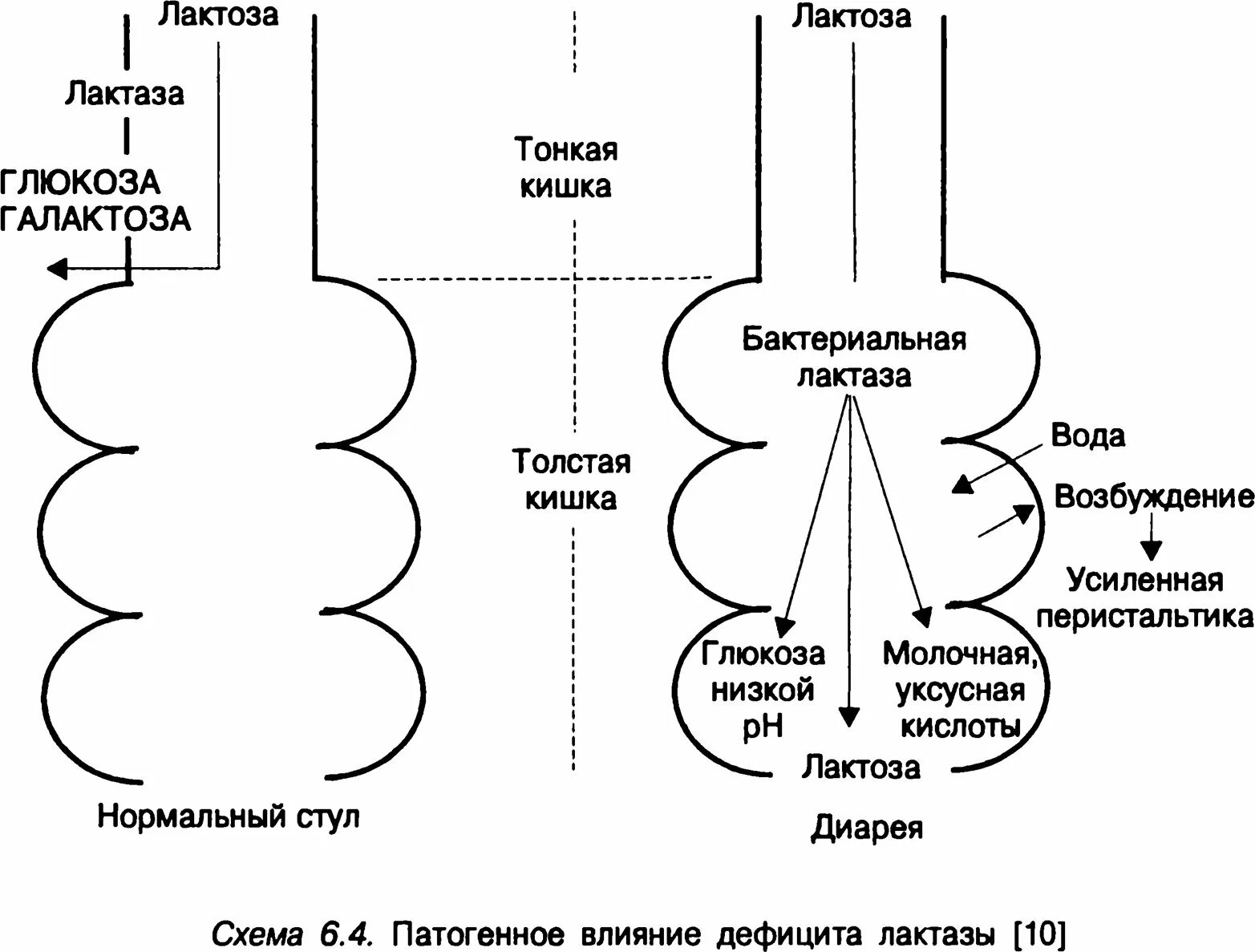 Лактоза усваивается организмом. Патогенез лактазной недостаточности у детей. Непереносимость лактозы патогенез. Лактазная недостаточность биохимия. Лактазная недостаточность у детей патогенез.