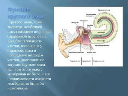 Последовательность звуковых колебаний к рецепторам органа