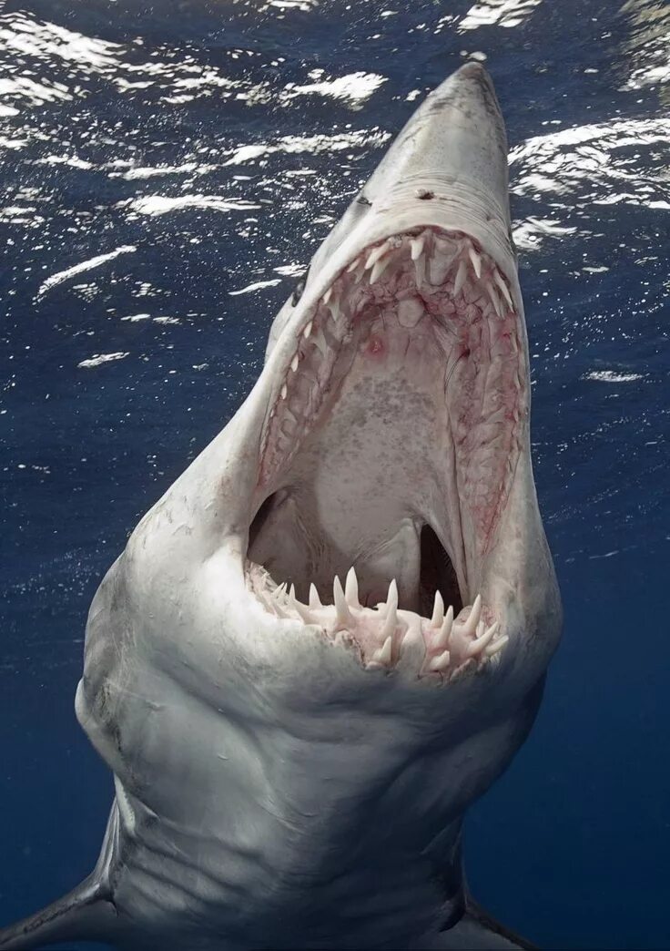 Самая большая пасть. Пасть акулы МЕГАЛОДОН. МЕГАЛОДОН челюсть. Акула МЕГАЛОДОН челюсть. Акула мако с открытой пастью.