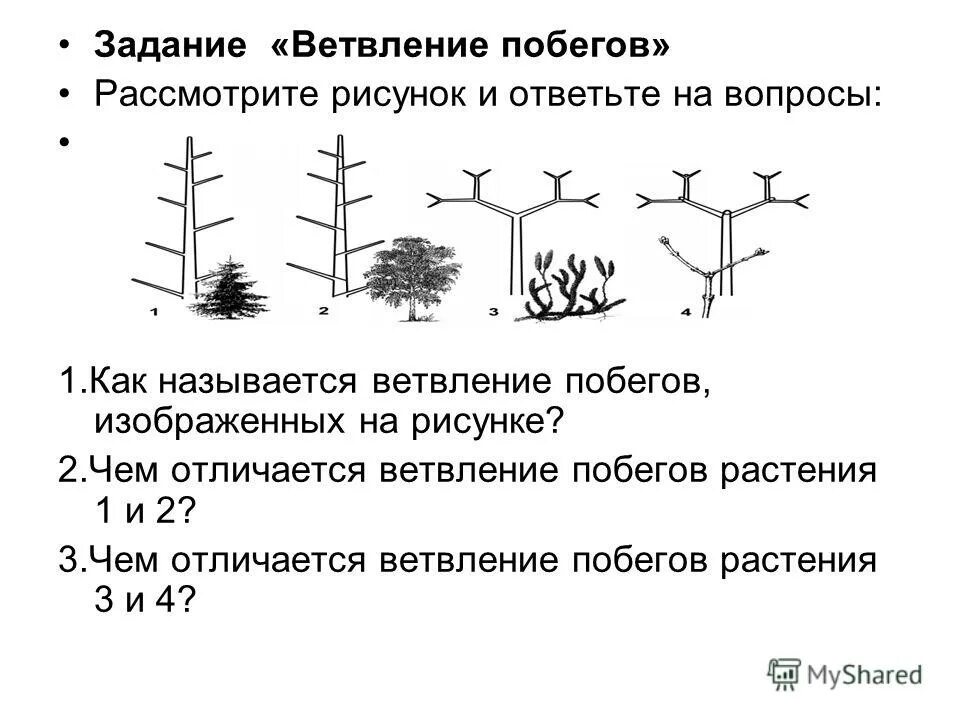 Нарастание растений. Дихотомическое ветвление побега. Верхушечное ветвление побегов. Схемы типов ветвления побегов. Сосна Тип ветвления растений.