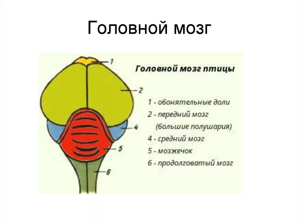 Строение головного мозга птиц. Отделылы головного мозга птицы. Отделы головного мозга у птиц. Функции отделов головного мозга птиц.