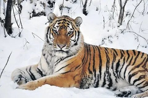 Амурский тигр исчезающий вид