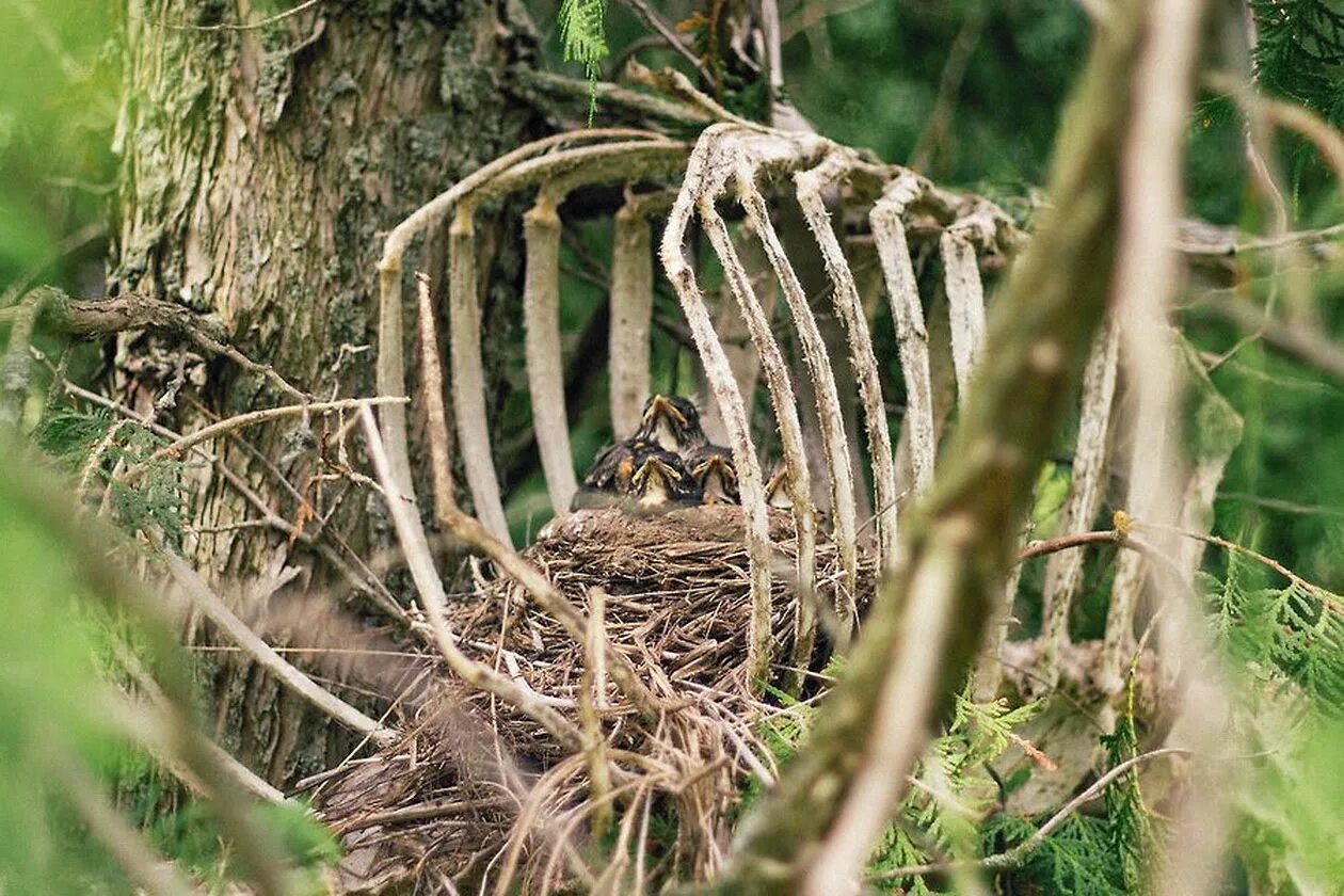 Wykrhm reddy твиттер. Из жуткого гнезда я вижу. Гнездо шершней на чердаке. Wykrhm reddy кто это. Из жуткого гнезда я вижу весь мир.