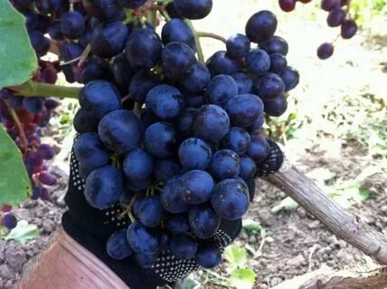 Мускат изюмский виноград описание сорта фото отзывы