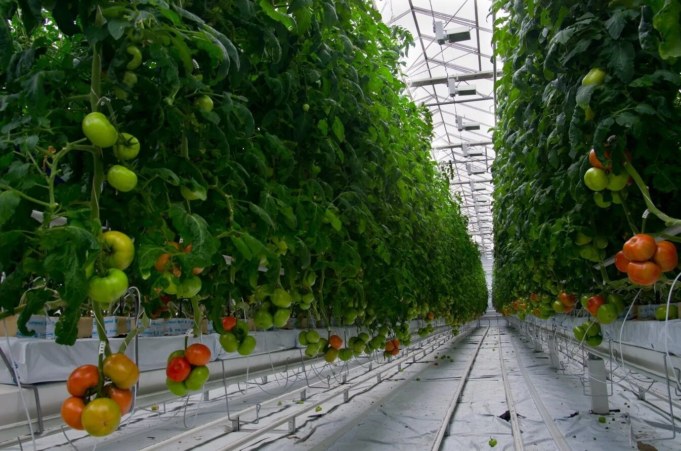 Сад гигант краснодарский край. Сад гигант славянск на кубани. Секатор садовый 200мм, 8" арт. Славянск-на-кубани краснодарский сад гигант. Садовый гигант.