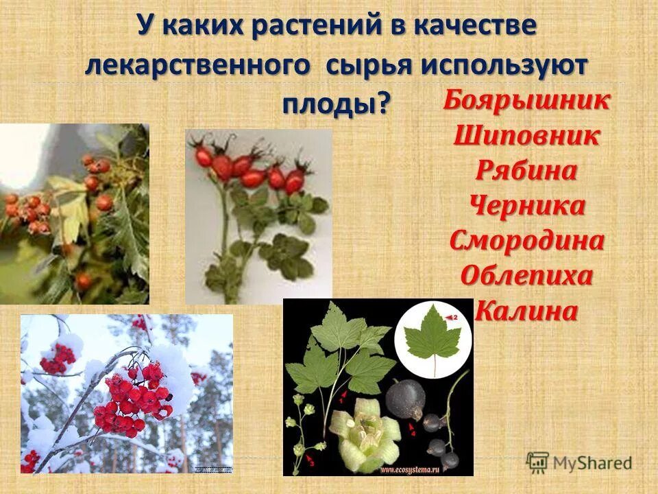 В качестве лекарственного сырья используют. Какие растения. В качестве лекарственного сырья используют. Лекарственное сырье. В качестве лекарственного сырья используют.