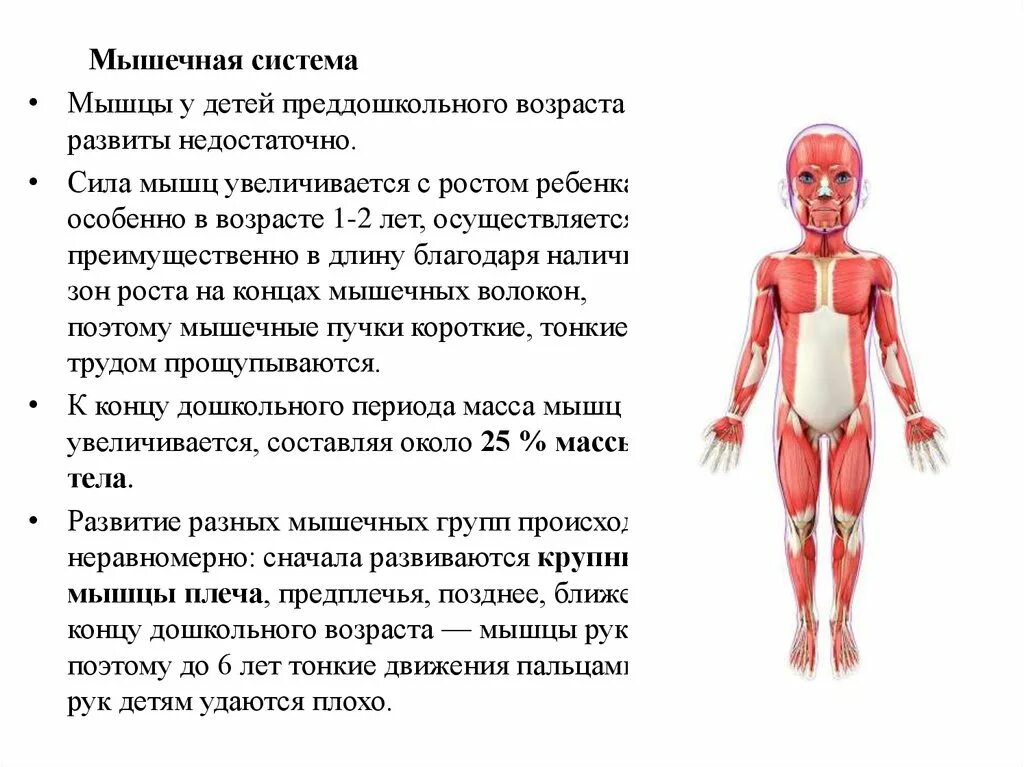 Непременным условием роста и развития мышц