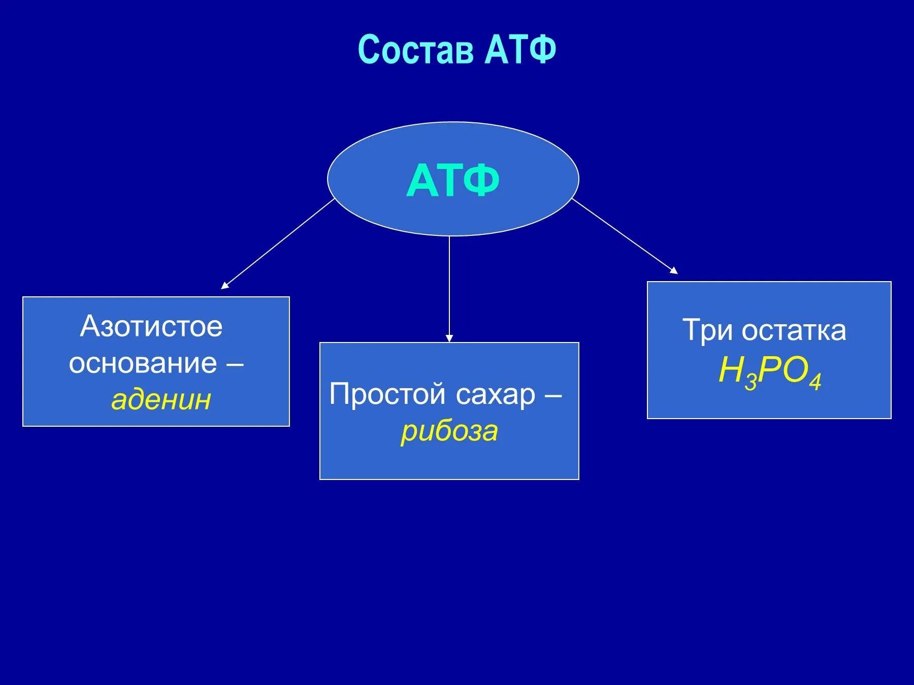 Атф определение. Функции молекулы АТФ. АТФ хим структура. Химическое строение АТФ. АТФ состав и функции.