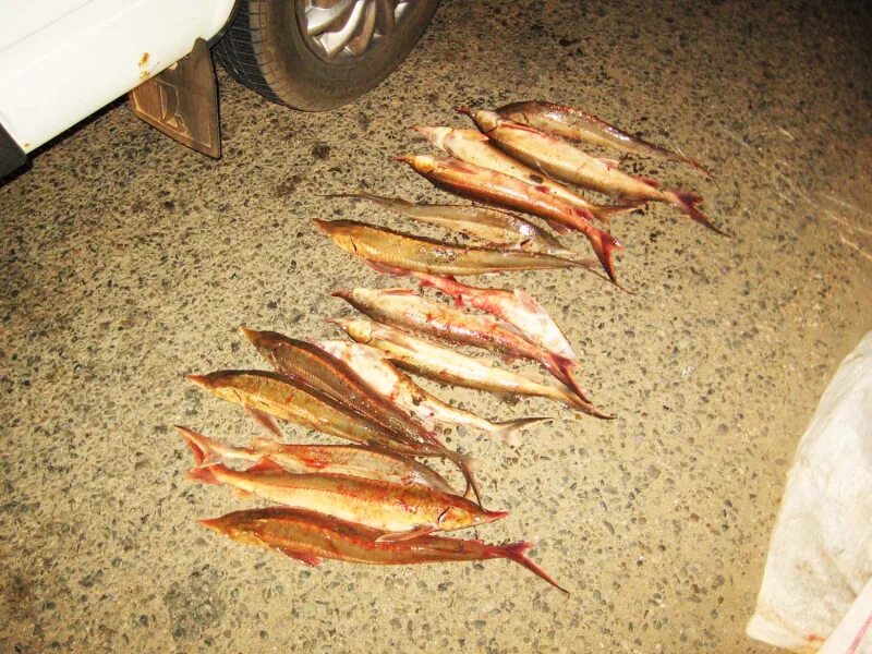 Рыба в астрахани есть. Астрахань рыба. Бара Астраханская рыба. Астраханская красная рыба. Разновидность Астраханской рыбы.