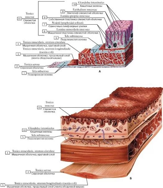 Слизистый слой кишки. Строение стенки Толстого кишечника. Строение стенки Толстого кишечника анатомия. Строение стенки тонкого кишечника человека, гистология. Строение стенки кишечника гистология.