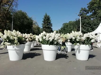 Цвету 2022